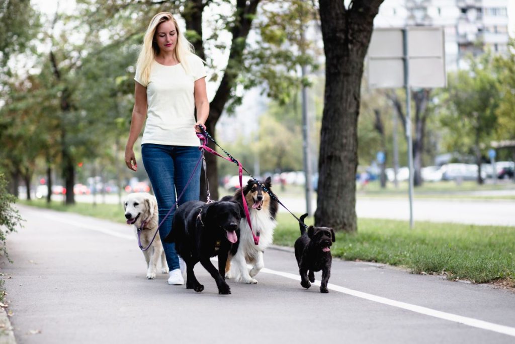Walking Dogs woman walking several dogs on a leash