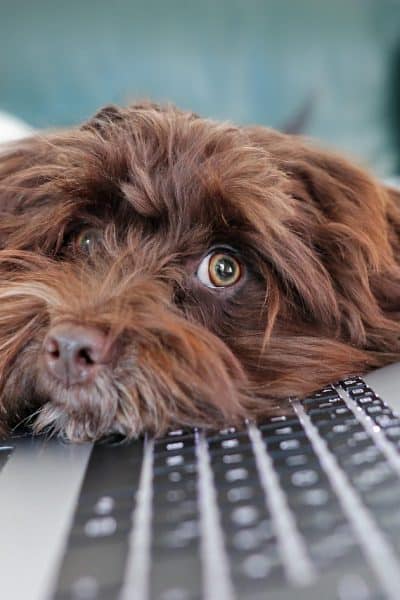 dog, containment, telework, bichon, havanese, cute, laptop, keyboard, computer science, animal, nature, pet, reflection, animals