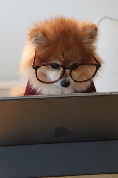 brown and white long coated small dog wearing eyeglasses on black laptop computer